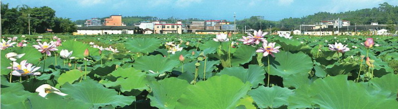 樓下村盤活村中八畝土地,成就了佛岡一景,也為該村帶來經(jīng)濟(jì)效益。