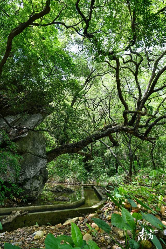 沙口鎮(zhèn)園山村背后，古樟樹(shù)錯(cuò)落有致。 曾亮超 攝